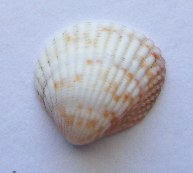 Plagiocardium papillosum